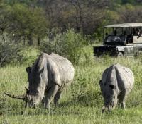 White Rhino Game Drive